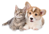 Animaux